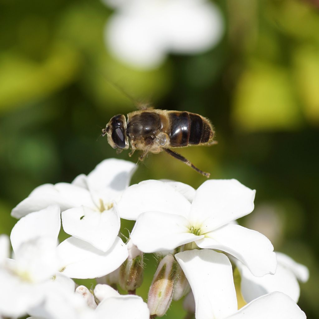 Hesperis matronalis Alba - Dame's Violet seeds