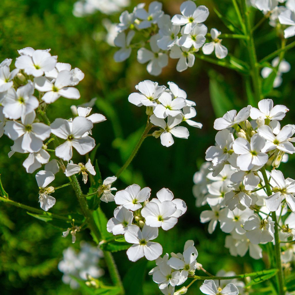 Hesperis matronalis Alba - Dame's Violet seeds