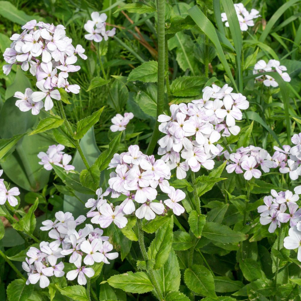 Hesperis matronalis Alba - Dame's Violet seeds