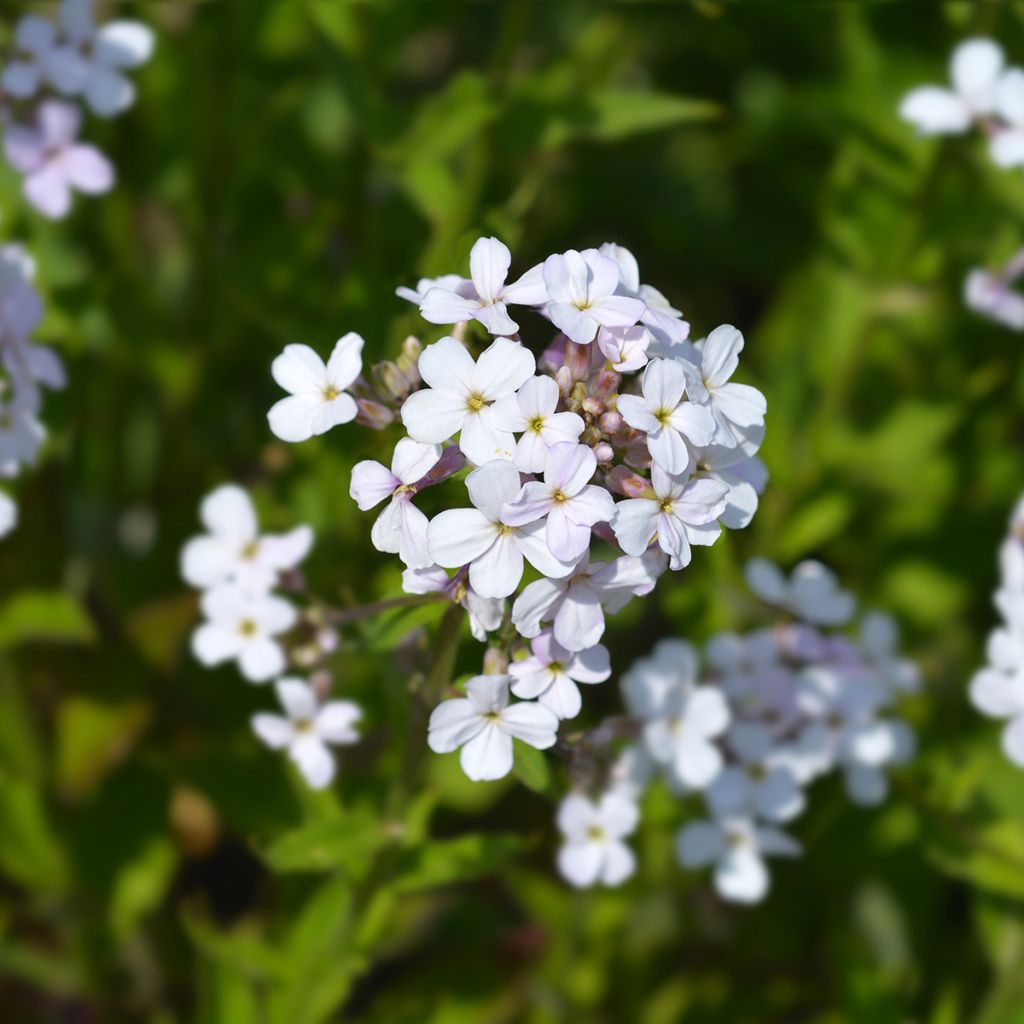 Hesperis matronalis Alba - Dame's Violet seeds