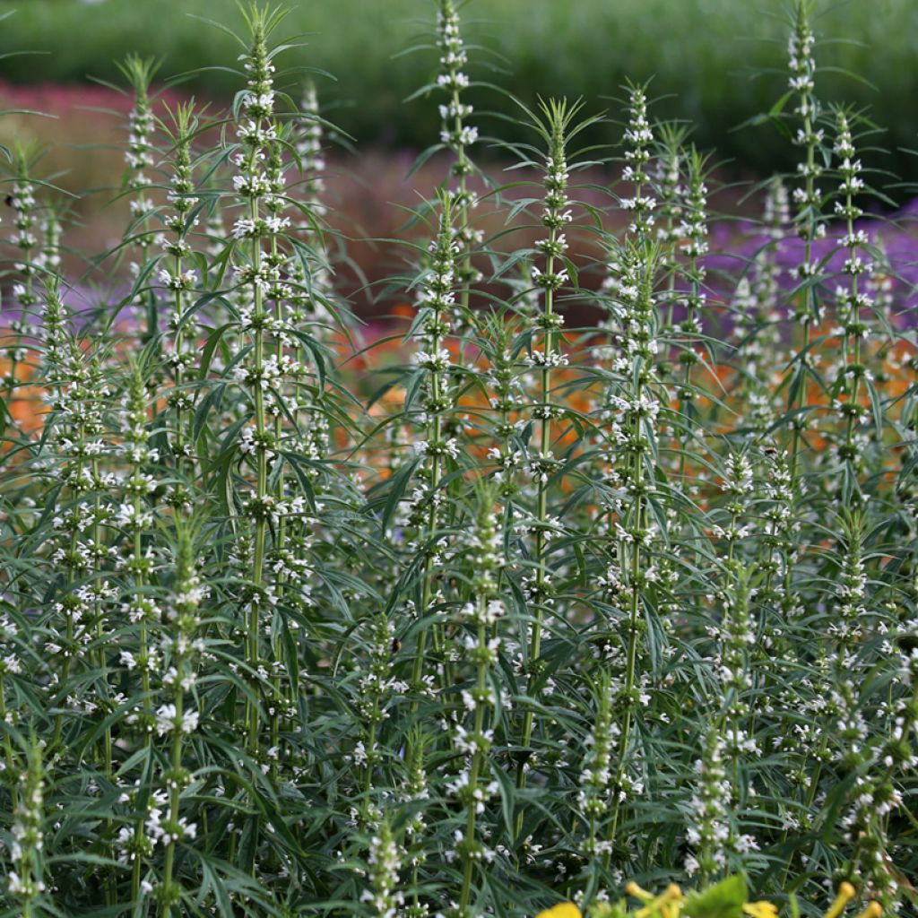 Leonurus sibiricus Alba seeds - Honeyweed
