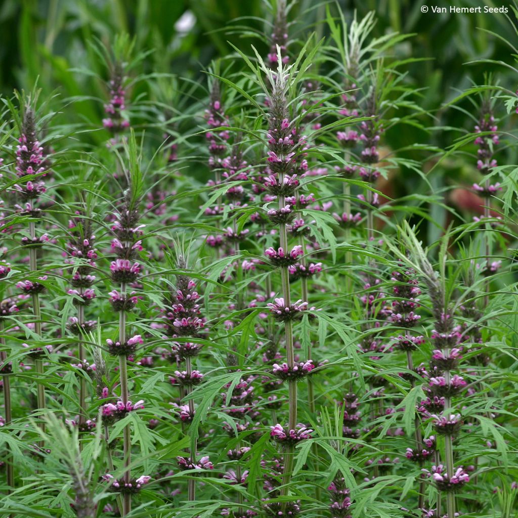 Salvia sclarea var. turkestanica Seeds - Clary Sage