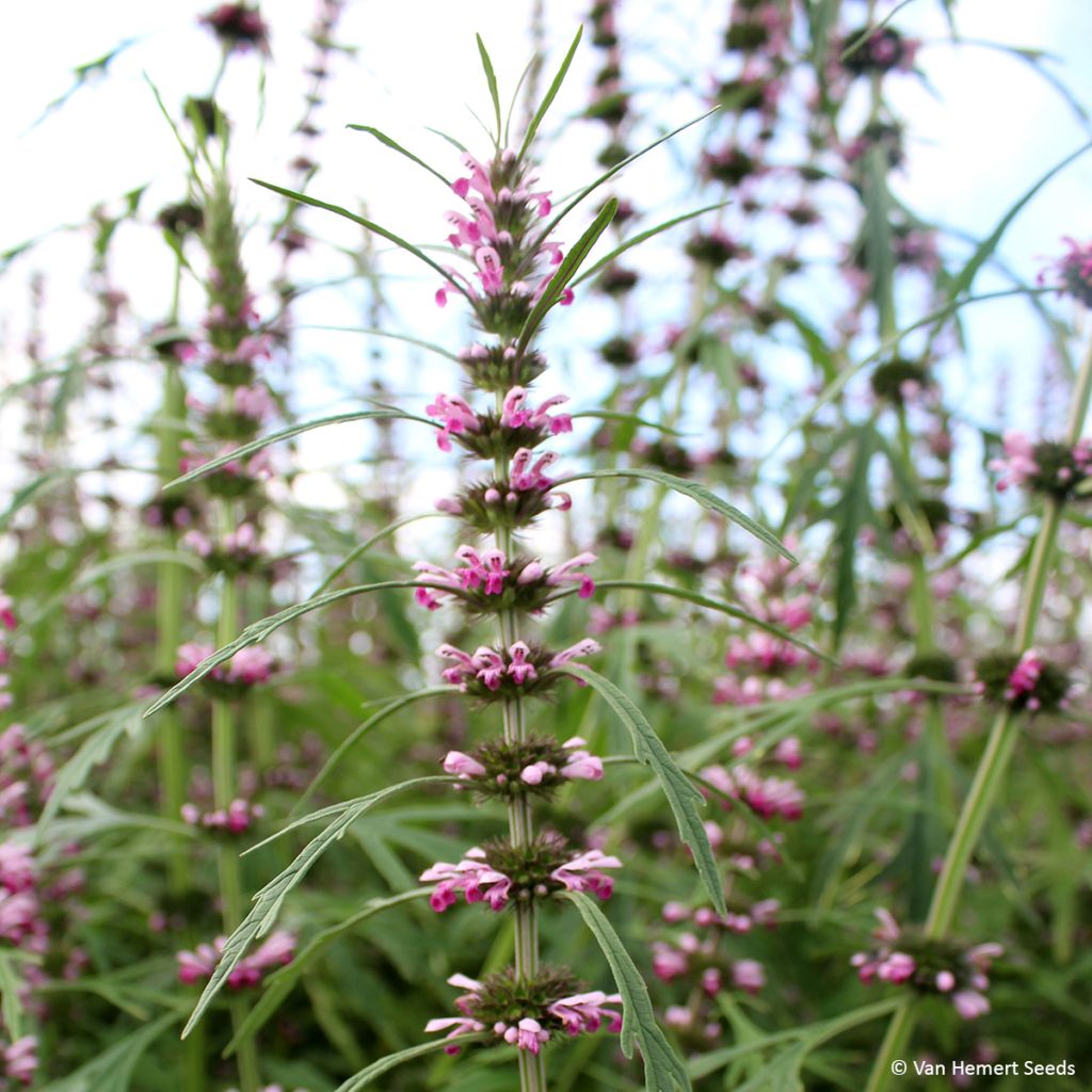 Salvia sclarea var. turkestanica Seeds - Clary Sage