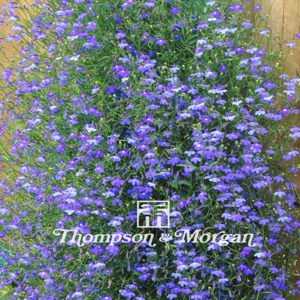 Graines de Lobelia Sapphire Cascade