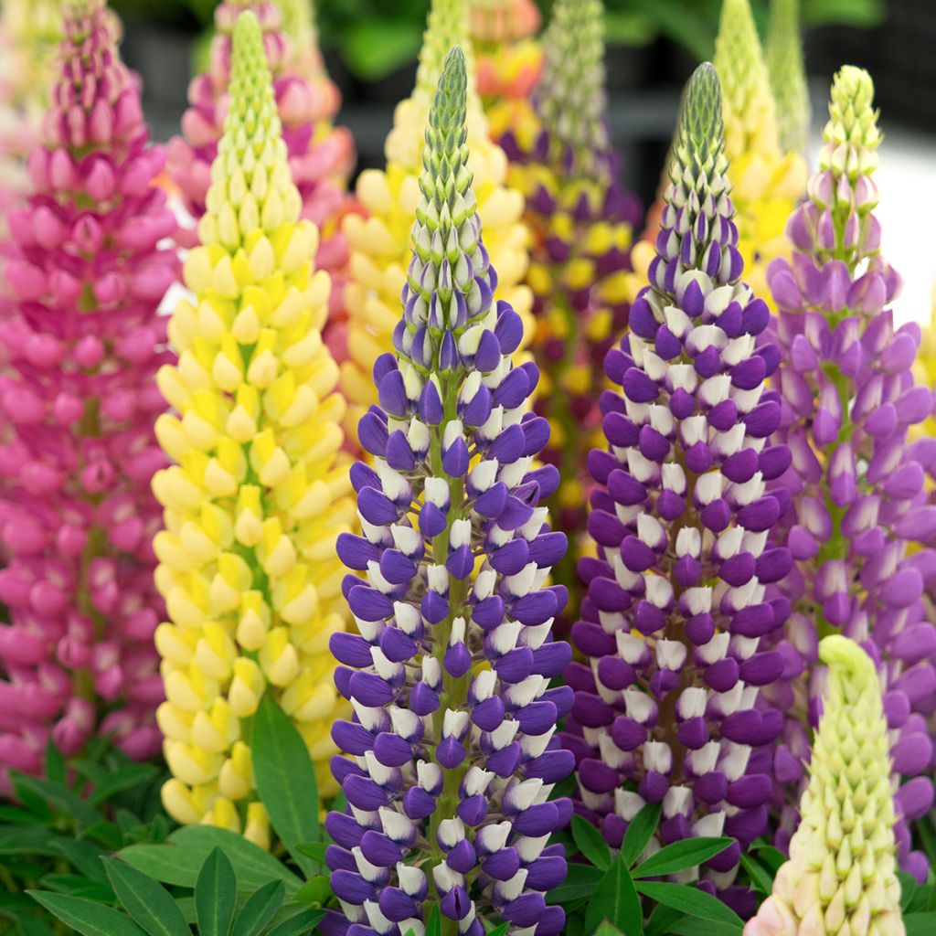 Lupinus Mini Gallery Extra Mixture - untreated Large-leaved Lupine seeds