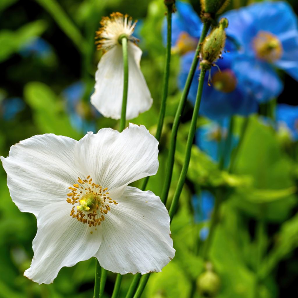 Meconopsis baileyi Alba - Blue Poppy