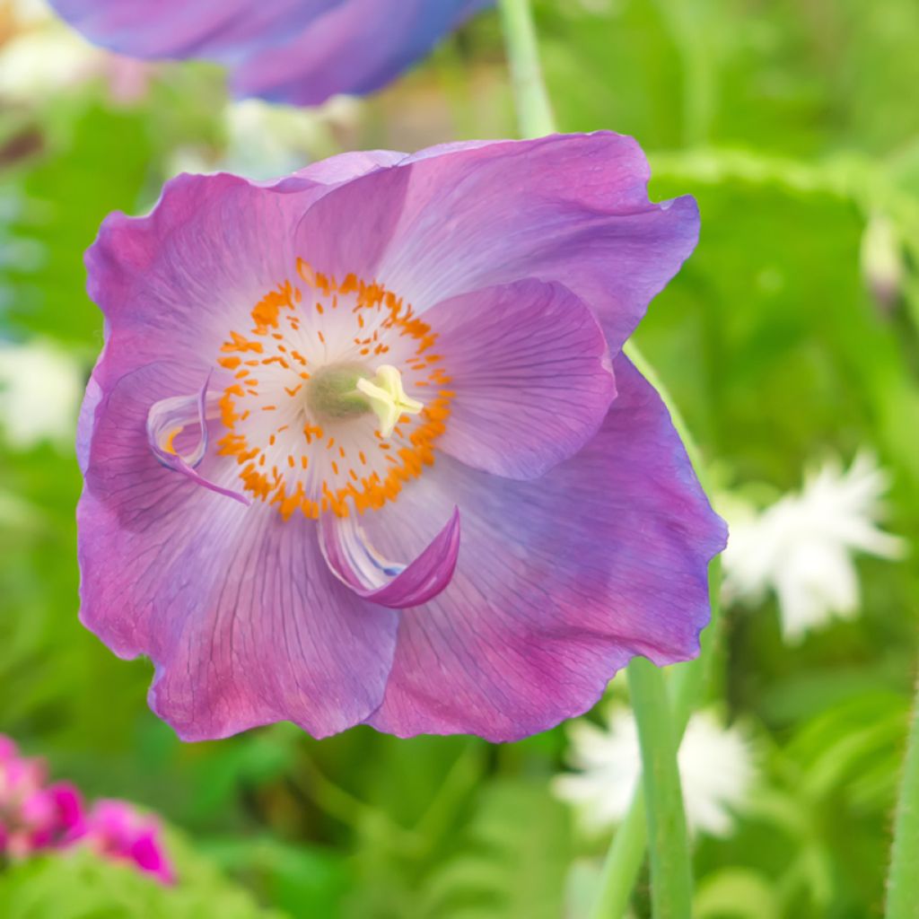 Meconopsis baileyi Hensol Violet - Blue Poppy