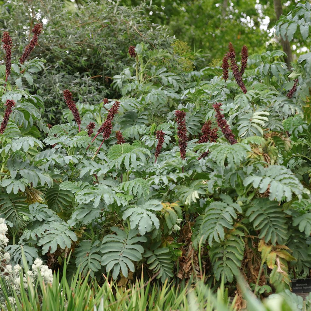 Melianthus major - seeds