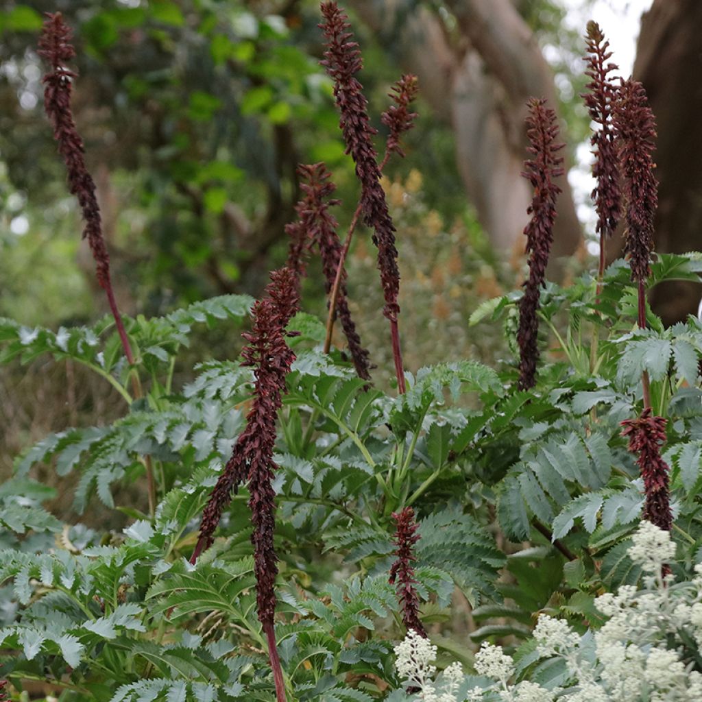 Melianthus major - seeds