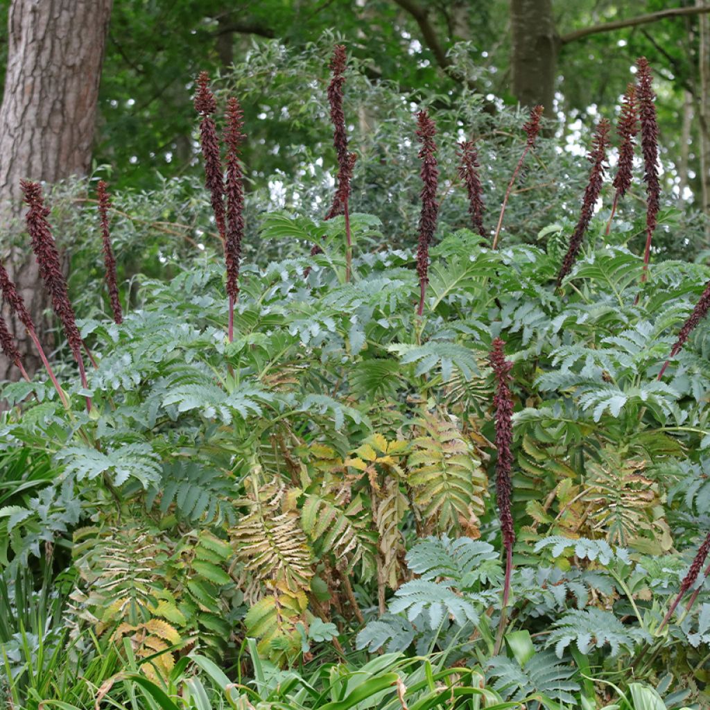 Melianthus major - seeds