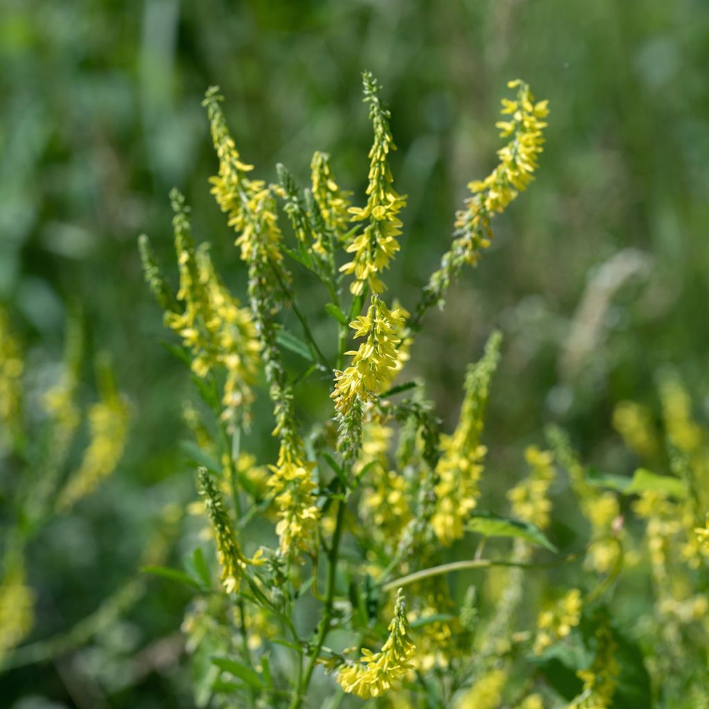 Melilotus officinalis - seeds