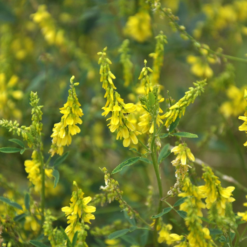 Melilotus officinalis - seeds