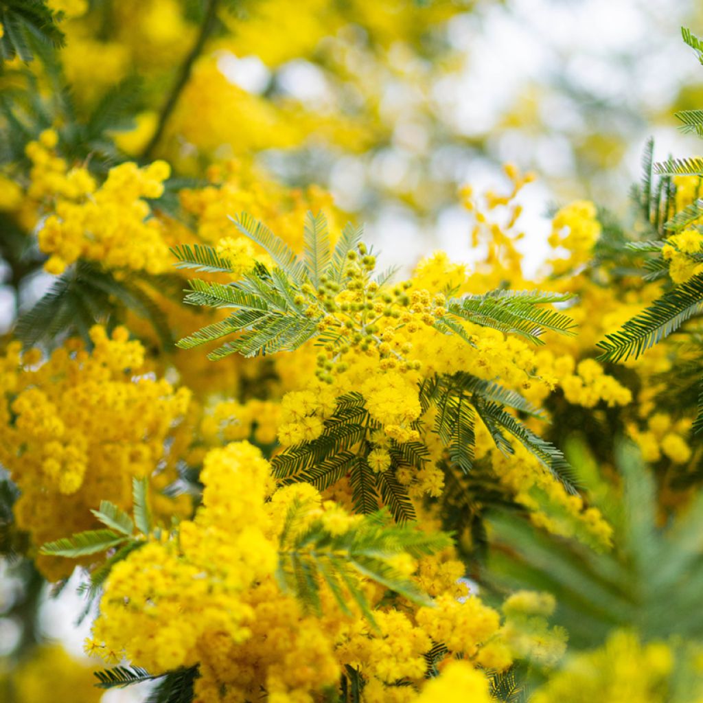 Acacia dealbata seeds - Silver Wattle