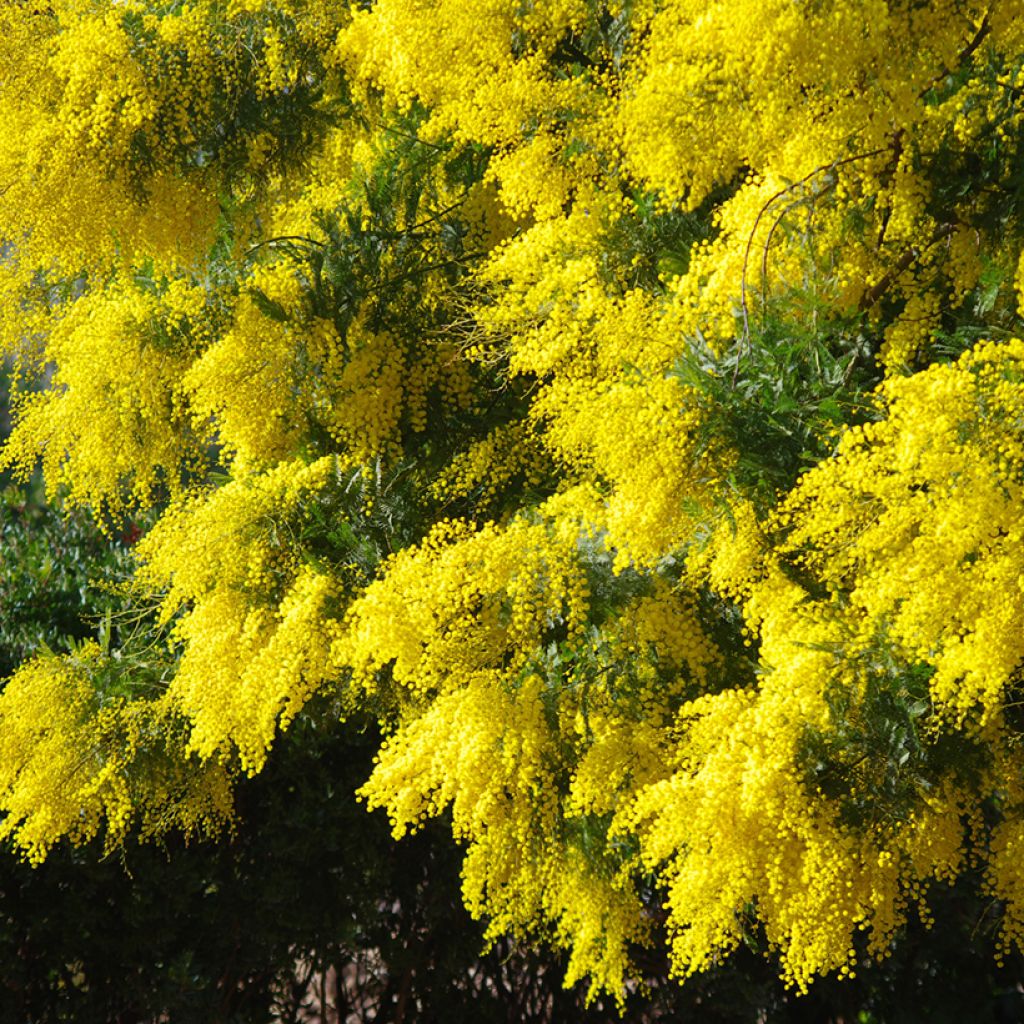 Acacia dealbata seeds - Silver Wattle