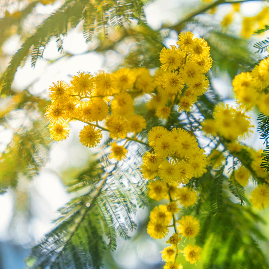 Acacia dealbata seeds - Silver Wattle