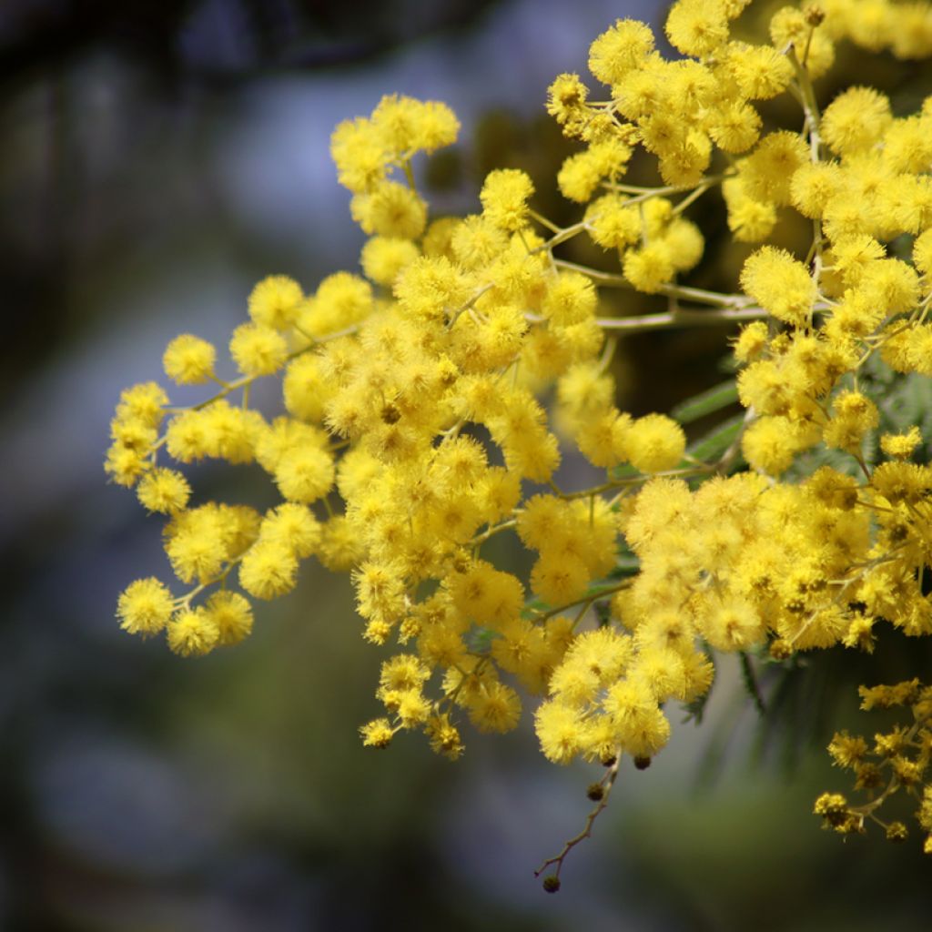 Acacia dealbata seeds - Silver Wattle