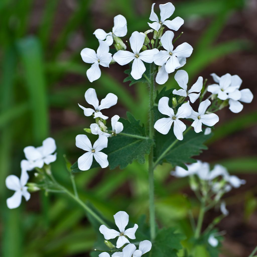 Lunaria annua Alba - Annual Honesty seeds