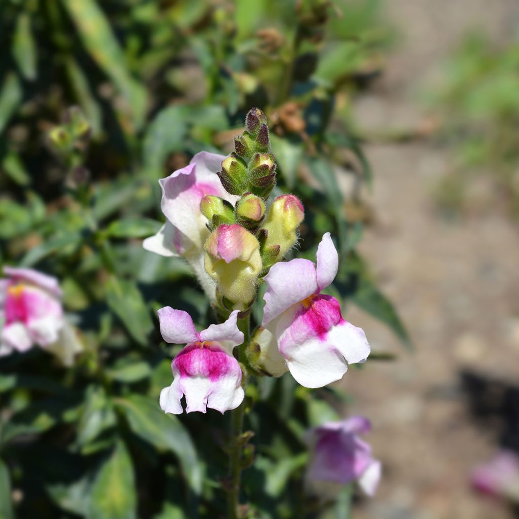 Antirrhinum majus Circus Clowns