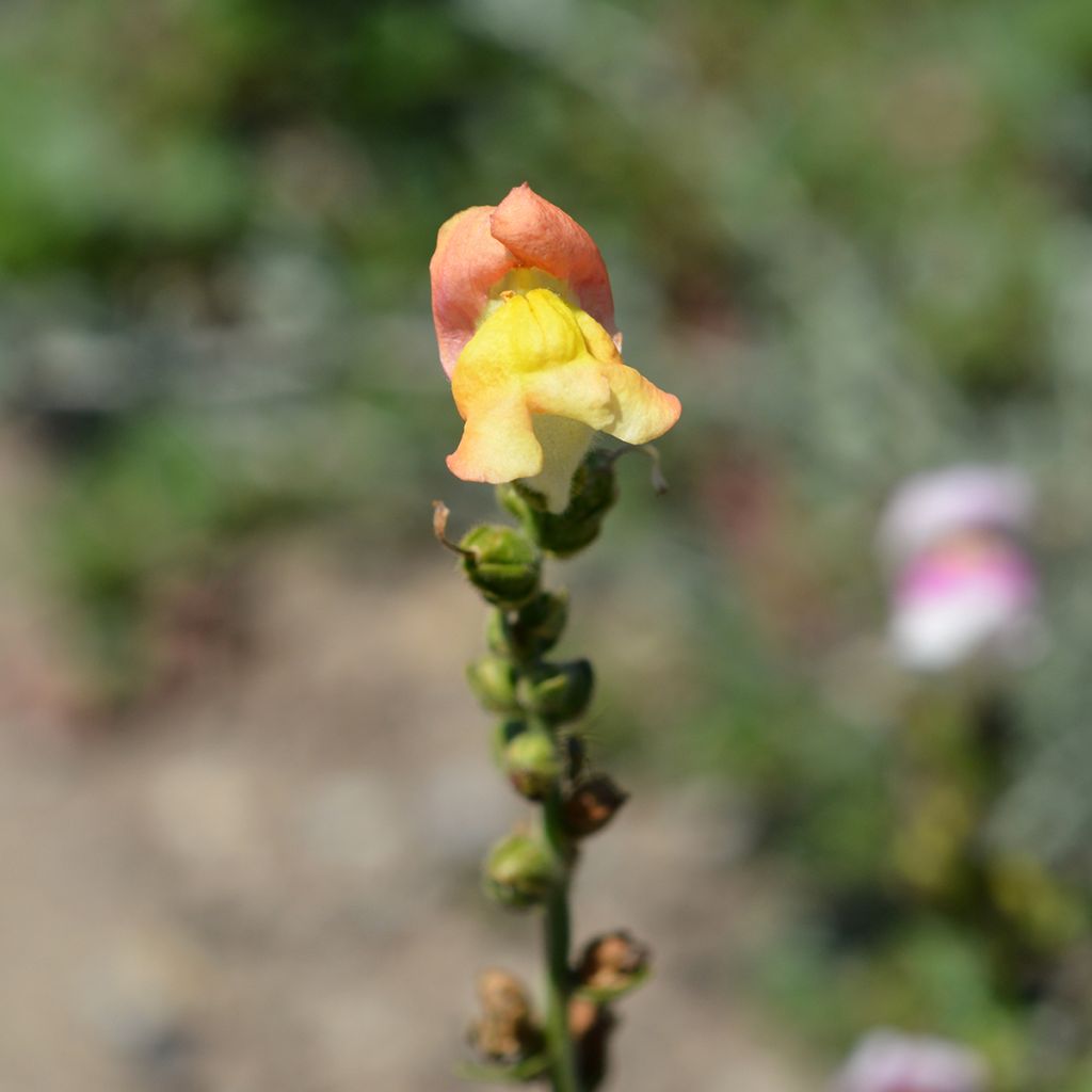 Antirrhinum majus Circus Clowns