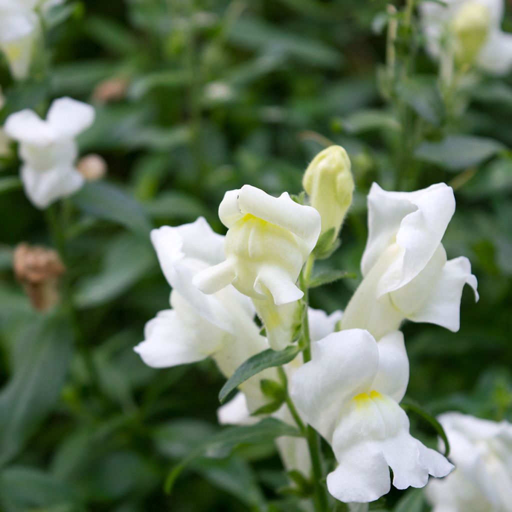 Snapdragon Royal Bride Seeds - Antirrhinum majus