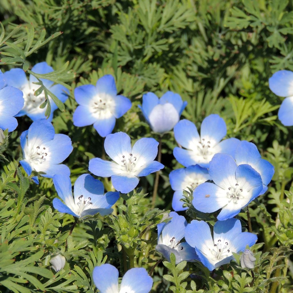 Graines de Némophile Baby Blue Eyes - Nemophila menziesii