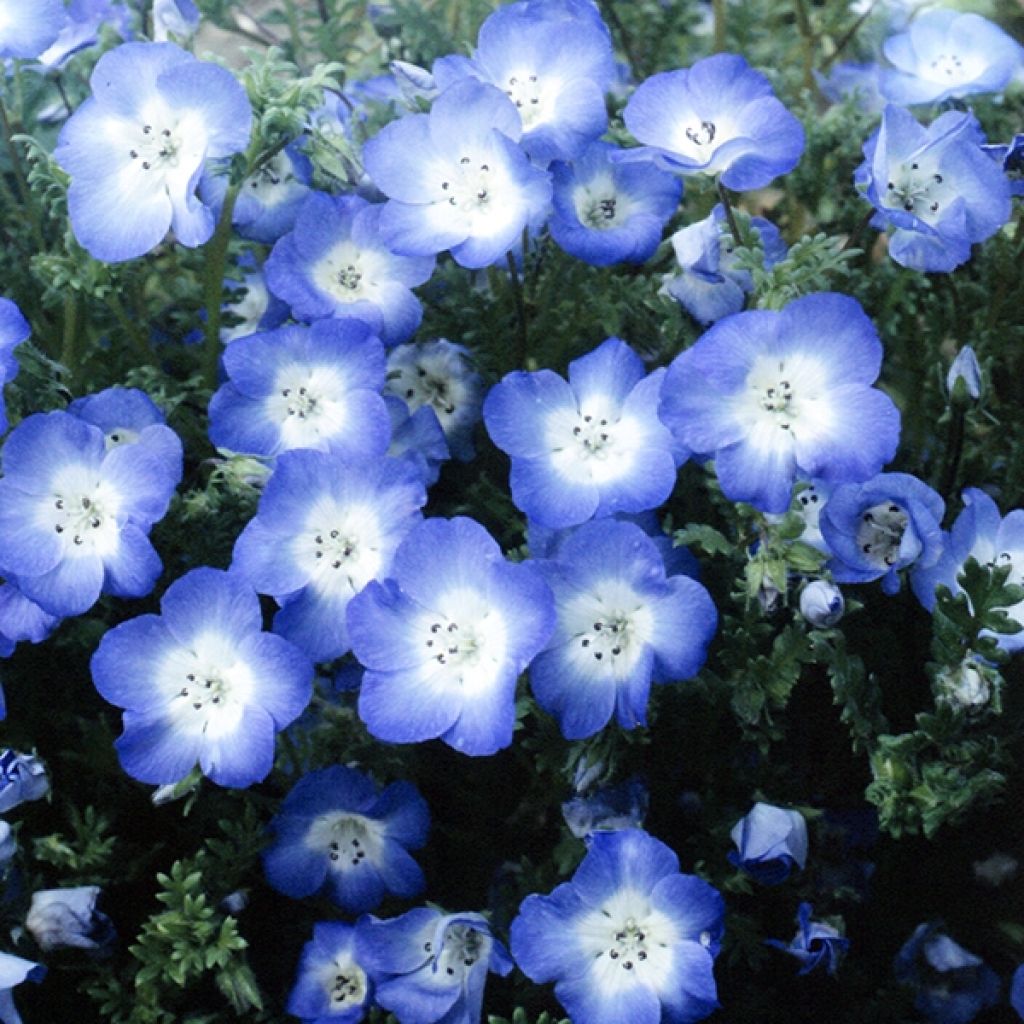 Graines de Némophile Baby Blue Eyes - Nemophila menziesii