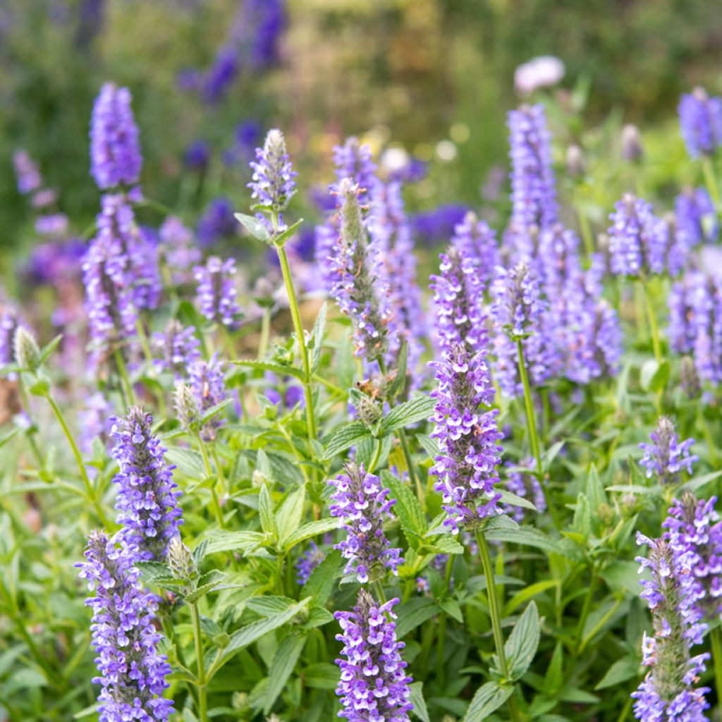 Nepeta nervosa Blue Moon Seeds - Catnip