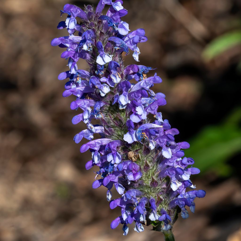 Nepeta nervosa Blue Moon Seeds - Catnip