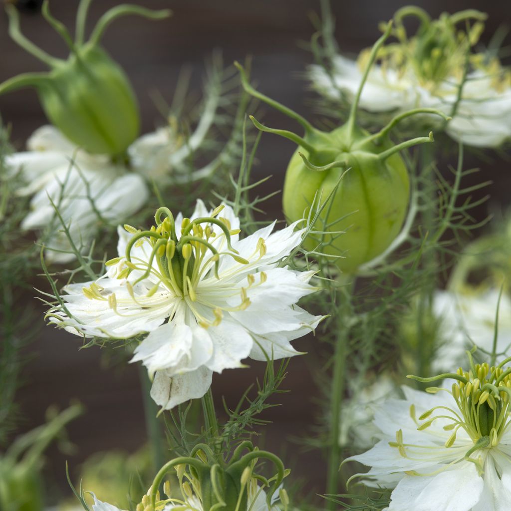 Nigella damascena White