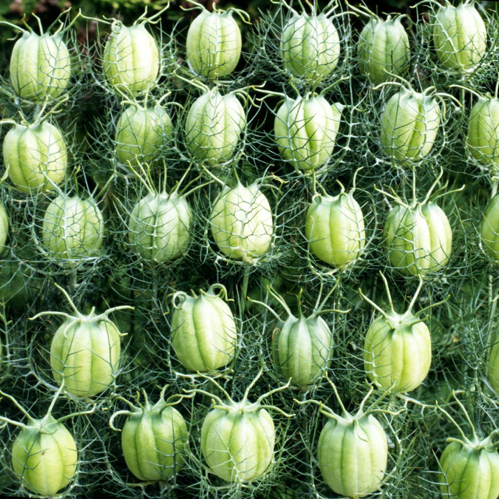 Nigella damascena White