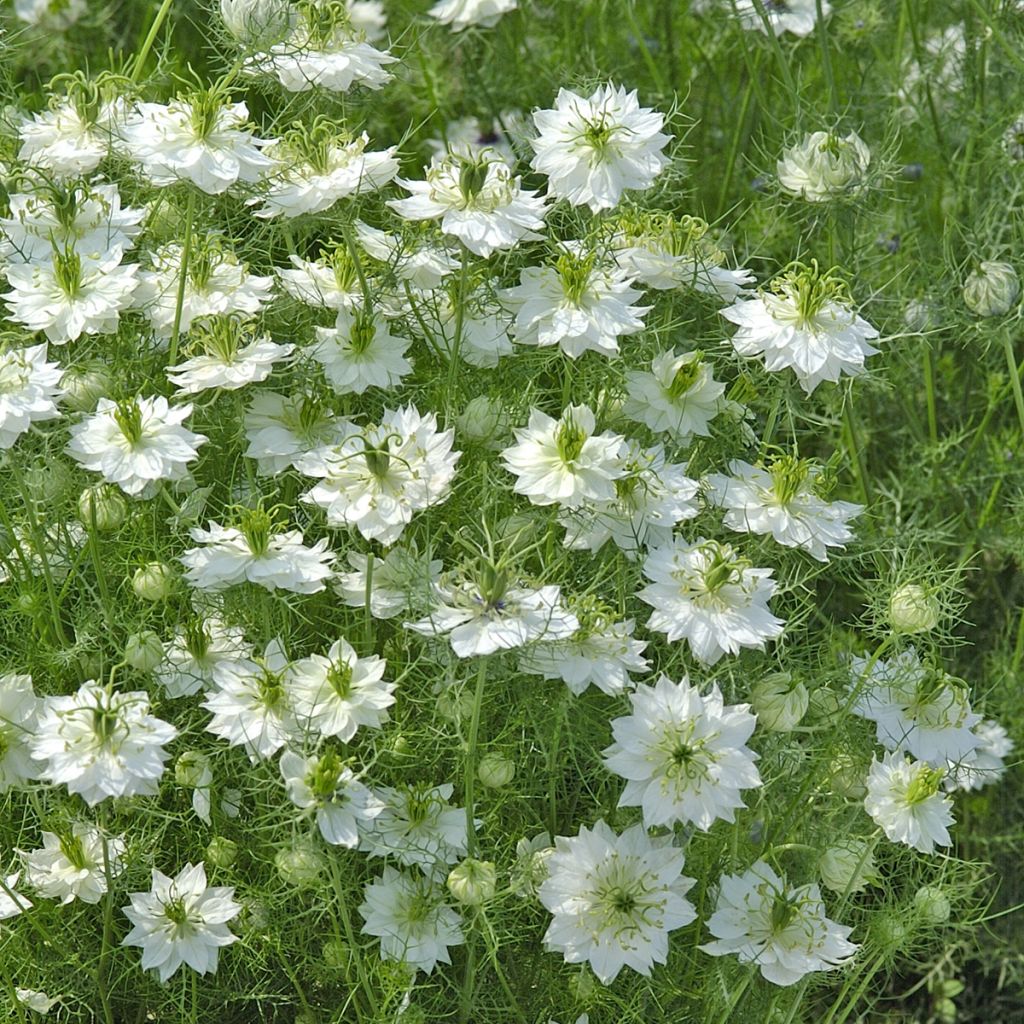 Nigella damascena White