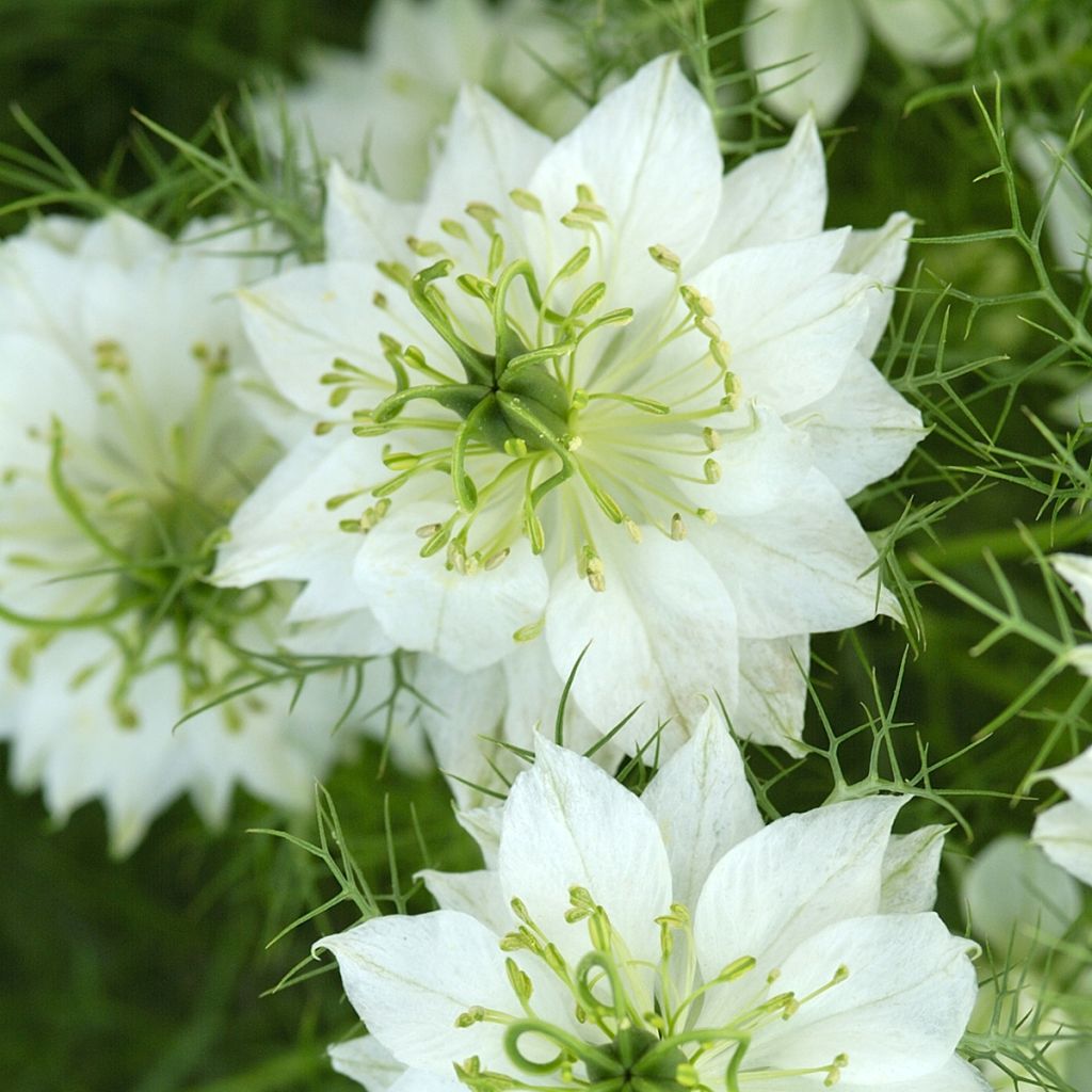 Nigella damascena White