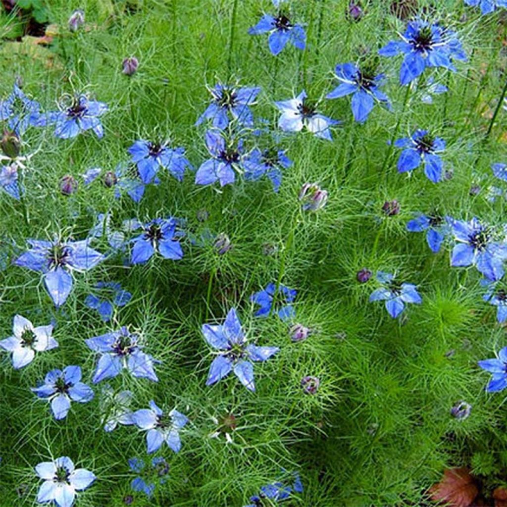 Love-in-a-mist Miss Jekyll Blue Seeds - Nigella damascena