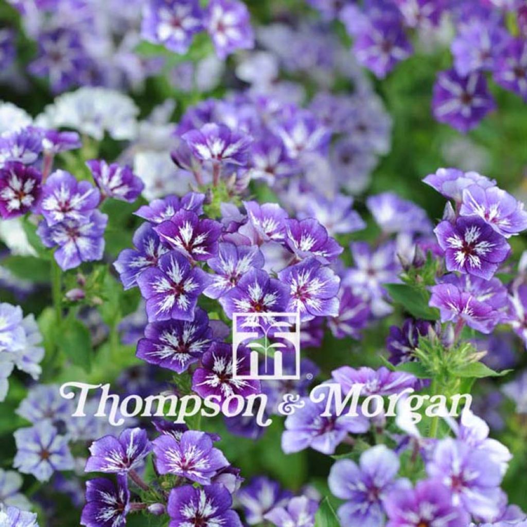 Graines de PHlox drummondii Sugar Stars - Phlox de Drummond