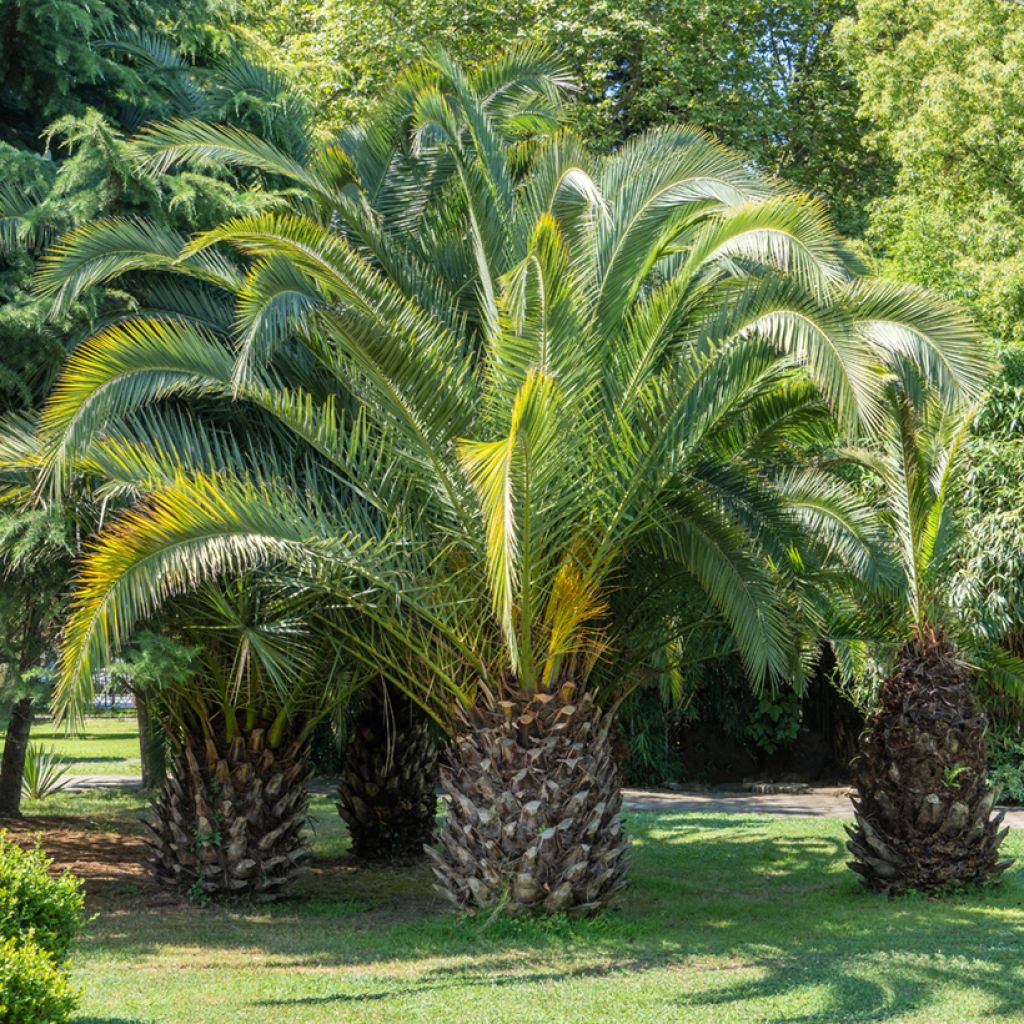 Butia capitata seeds - Jelly palm