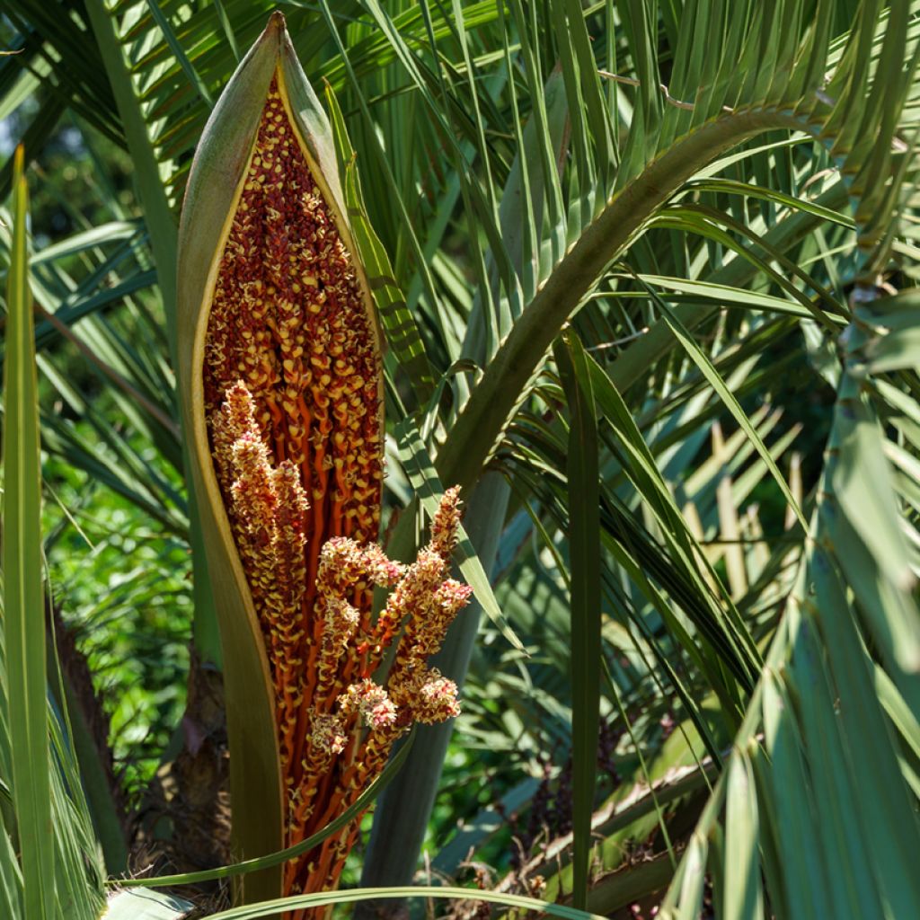 Butia capitata seeds - Jelly palm