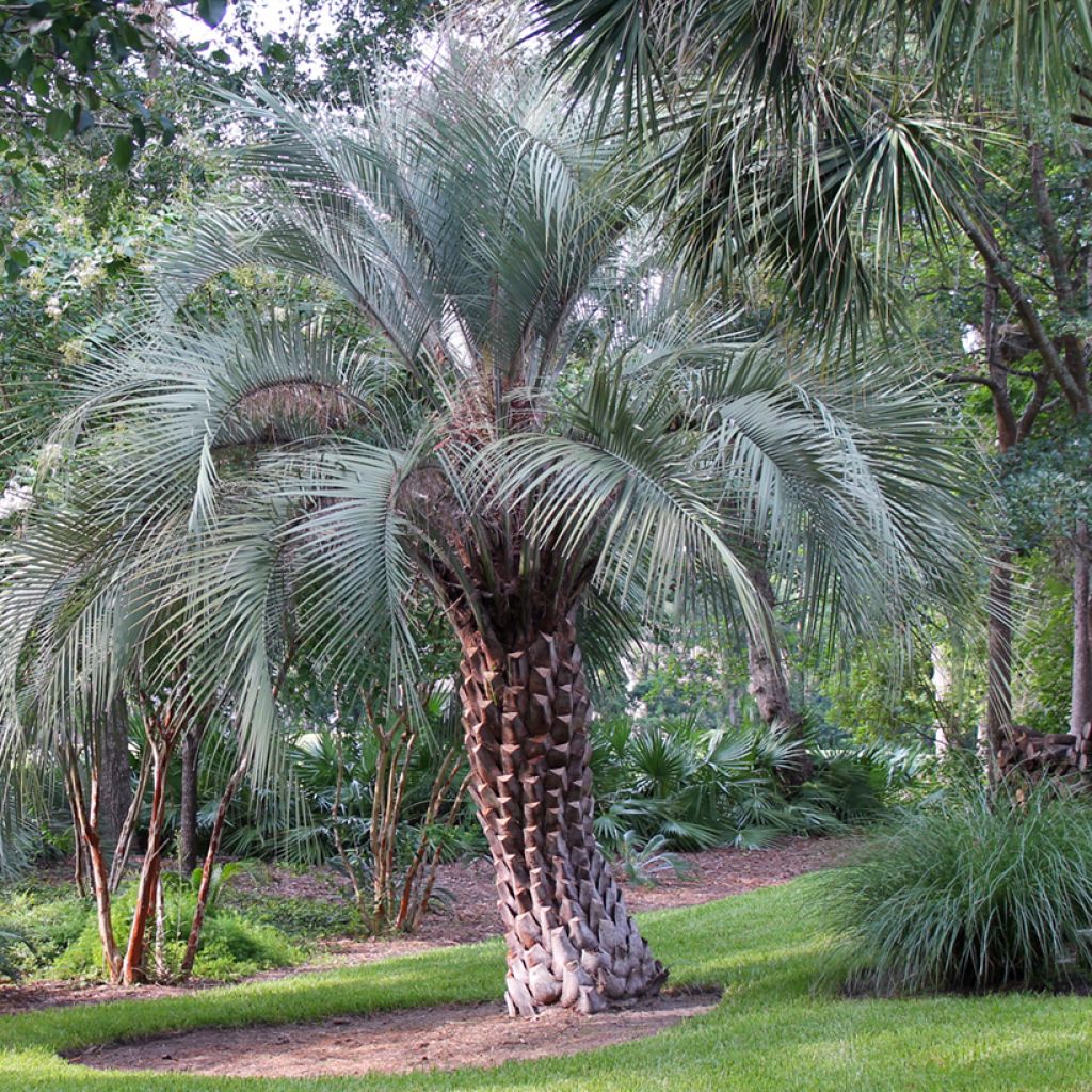Butia capitata seeds - Jelly palm