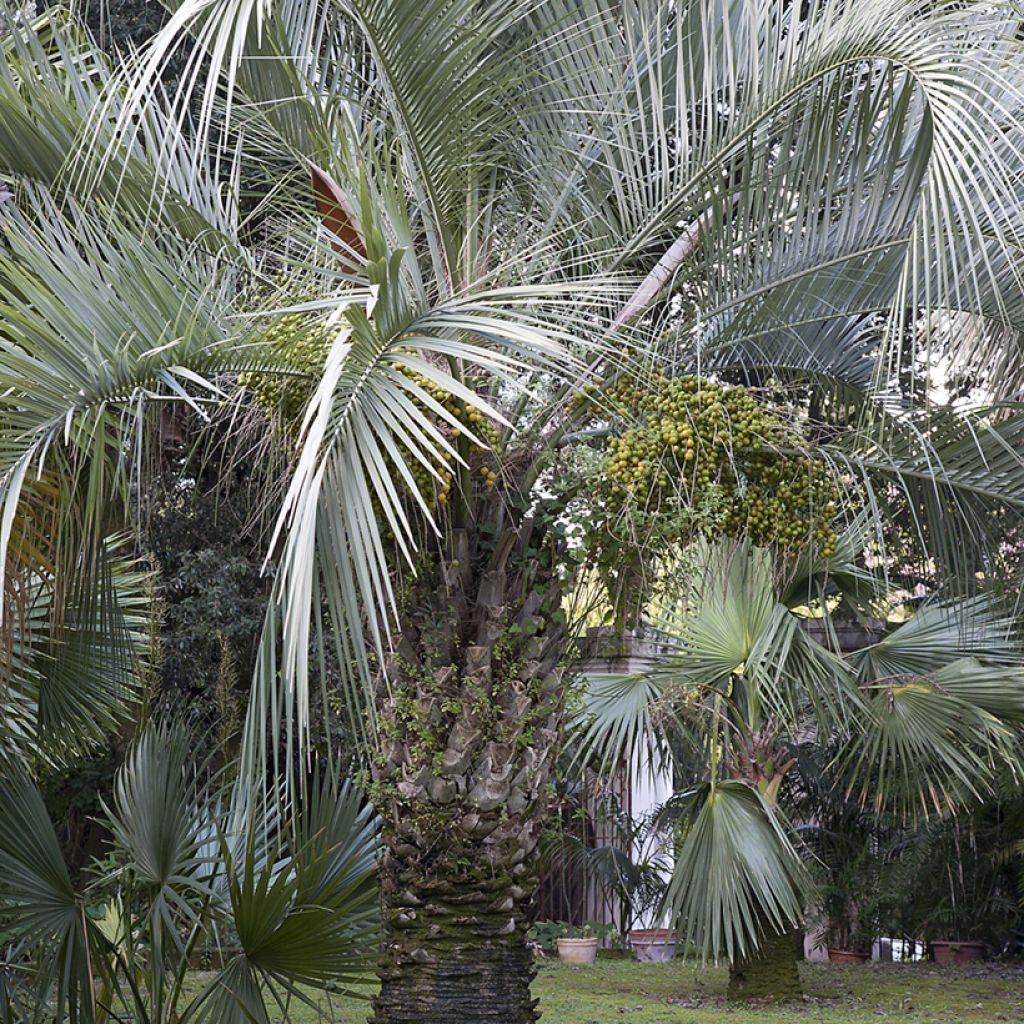 Butia capitata seeds - Jelly palm