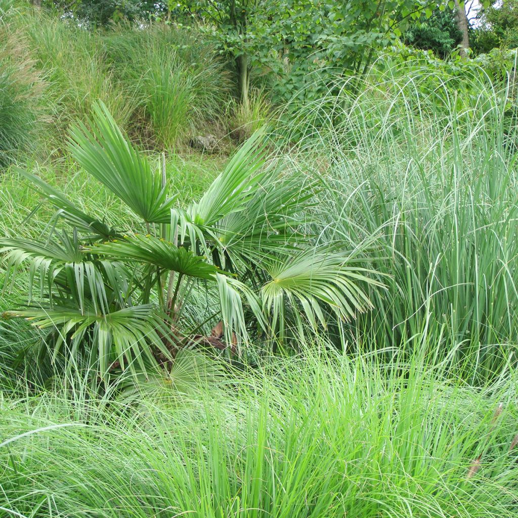 Chusan palm Seeds - Trachycarpus fortunei