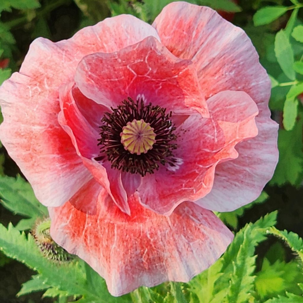 Papaver somniferum nigrum - Poppy Seeds