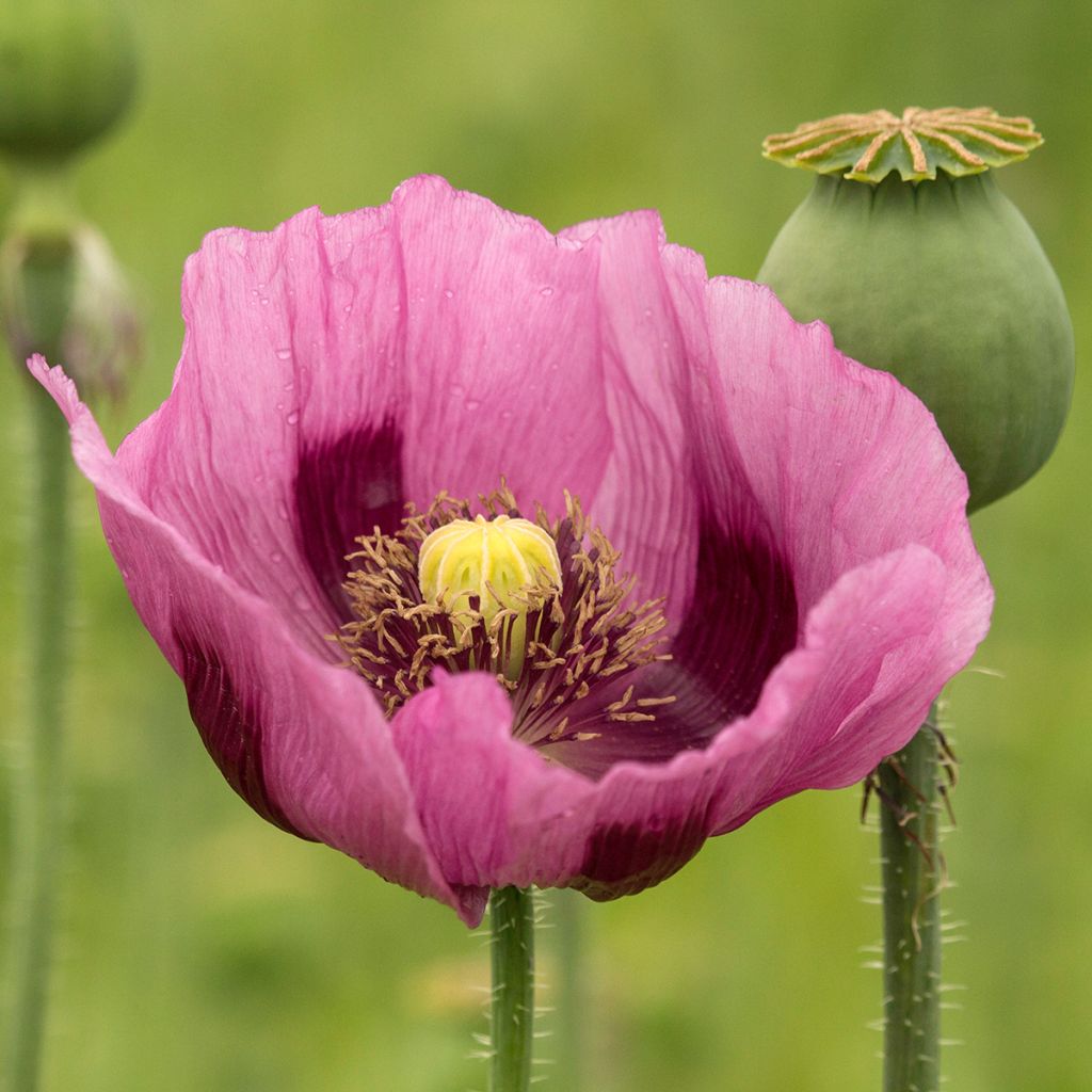 Papaver somniferum nigrum - Poppy Seeds