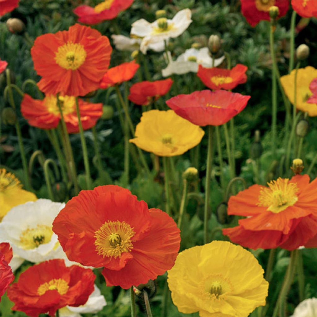 Graines de Pavot d'Islande Pulchinella Mixed - Papaver nudicaule