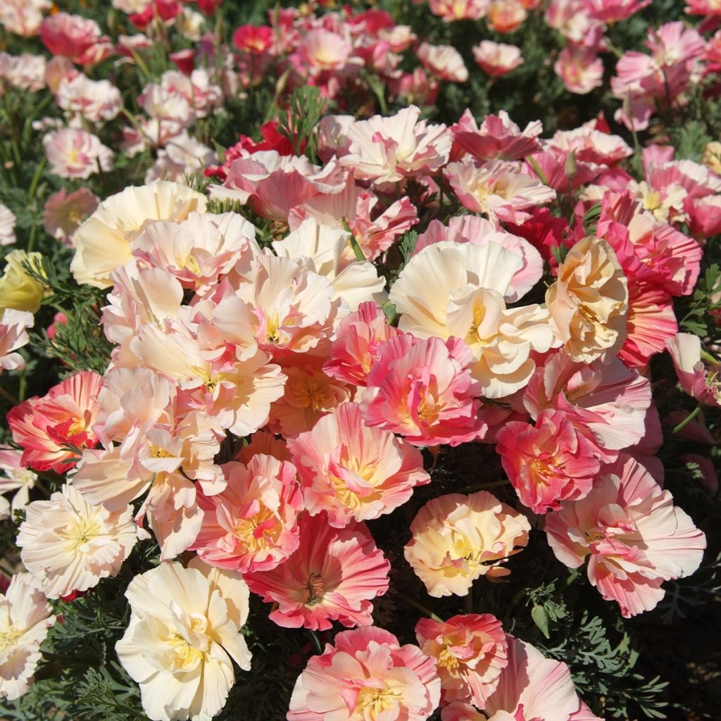 Graines de Pavot de Californie Appleblossom - Eschscholzia