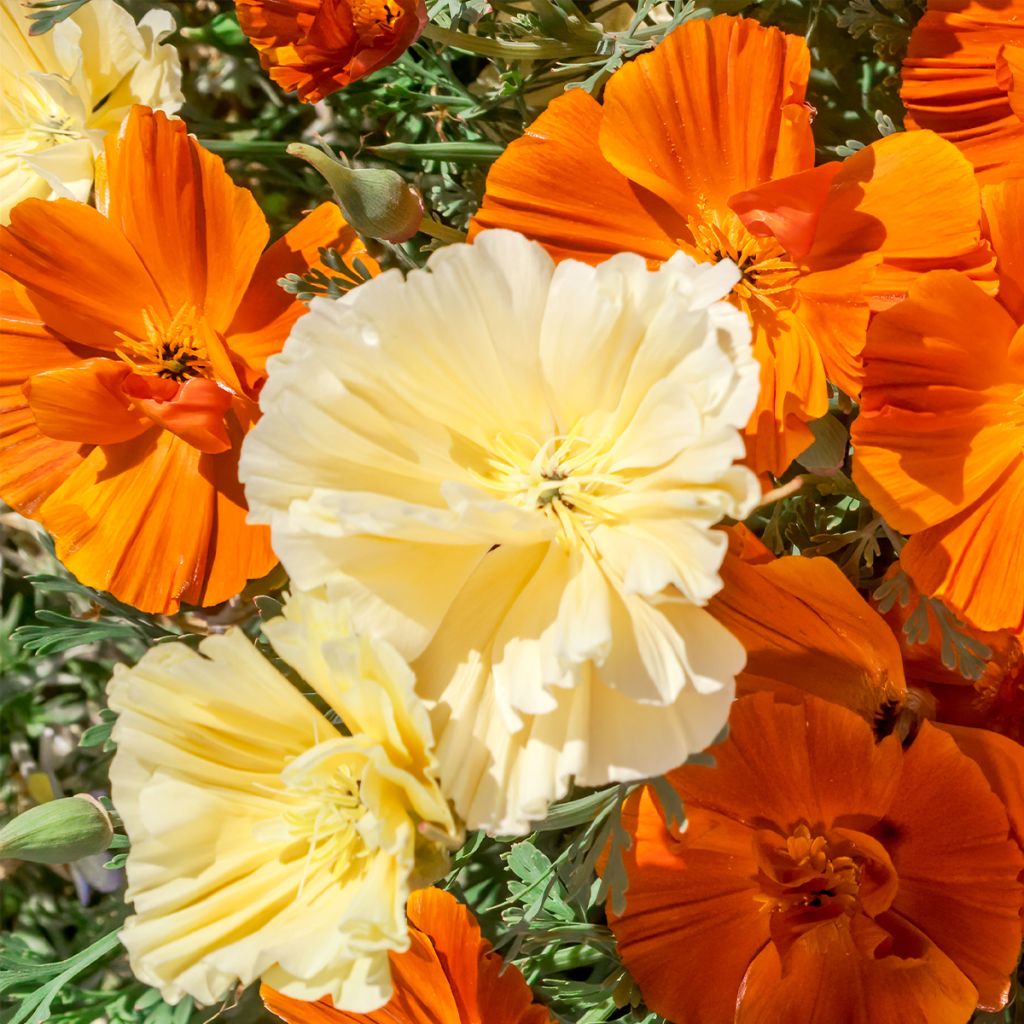 Eschscholzia californica Cream Swirl - California poppy seeds