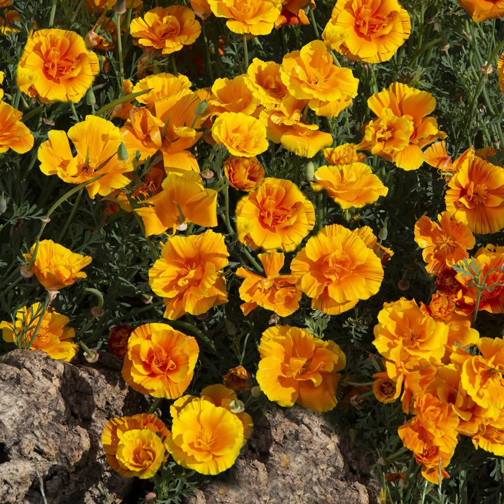 Eschscholzia californica Lady Marmalade - California poppy seeds