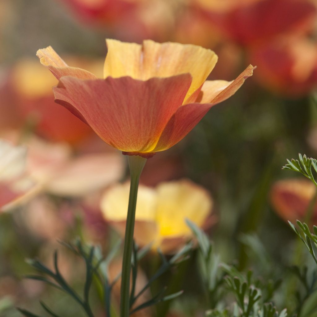 Eschscholzia californica Thai Silk Apricot Chiffon - California poppy seeds