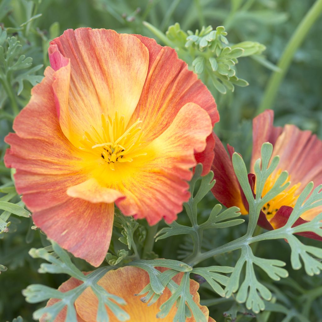 Eschscholzia californica Thai Silk Apricot Chiffon - California poppy seeds