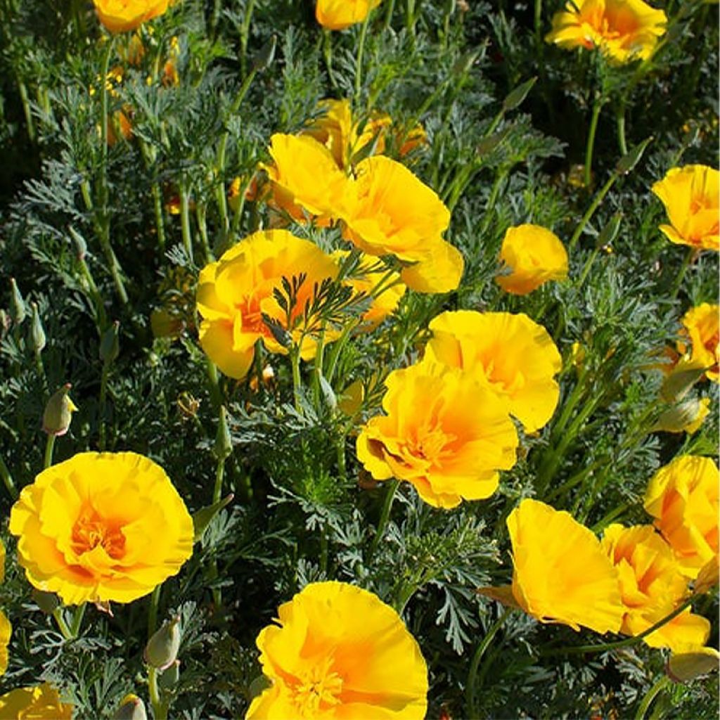 Graines de Pavot de Californie Yukon Gold - Eschscholzia californica