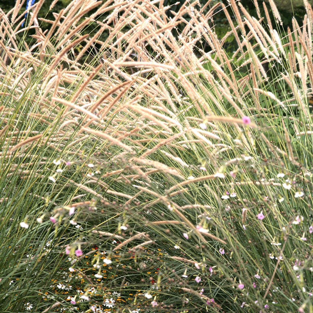 Pennisetum macrourum Tail Feathers Seeds - African feather grass