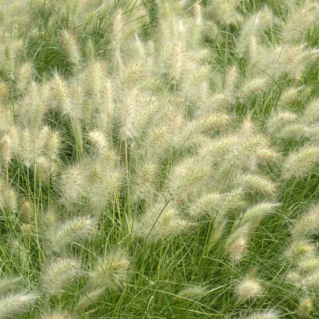 Graines de Pennisetum villosum Cream Falls - Herbe aux écouvillons